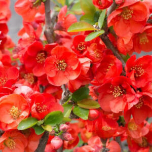 Chaenomeles x superba 'Texas Scarlet' – Piros virágú japánbirs