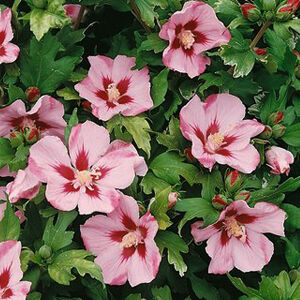 Hibiscus syriacus 'Hamabo' – Magas törzsű rózsaszín virágú mályvacserje