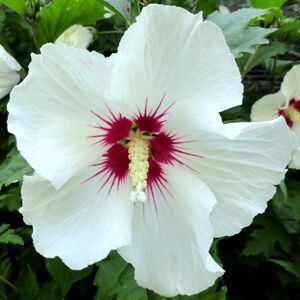 Hibiscus syriacus 'Red Heart' -  Fehér virágú vörös torkú mályvacserje