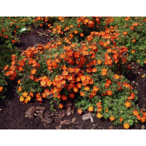 Potentilla fruticosa 'Red Ace' - Narancsvirágú pimpó