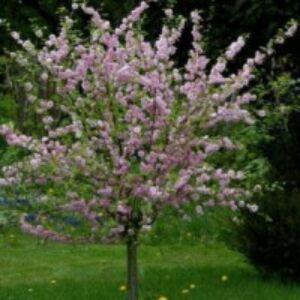 Prunus triloba ’Multiplex’ - Babarózsa törzsre oltva