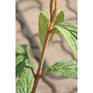 Viburnum rhytidophyllum - Ráncoslevelű / Örökzöld bangita