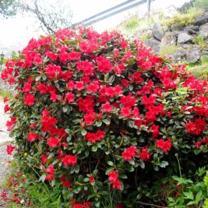 Rhododendron 'Baden Baden' – Törpe örökzöld havasszépe (tűzpiros)