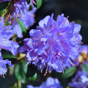 Rhododendron 'Blue Tit Major' – Törpe örökzöld havasszépe (liláskék)