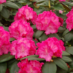 Rhododendron 'Germania' – Örökzöld havasszépe (rózsaszín-fehér)