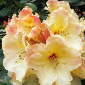 Rhododendron 'Horizon Monarch' – Örökzöld havasszépe (sárga)