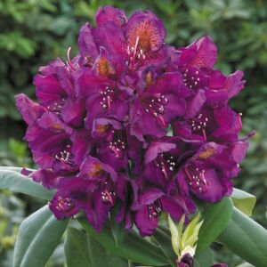Rhododendron 'Marcel Menard' – Örökzöld havasszépe (sötétlila)