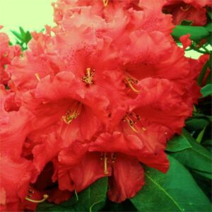Rhododendron 'Markeeta's Price' – Örökzöld havasszépe (piros)