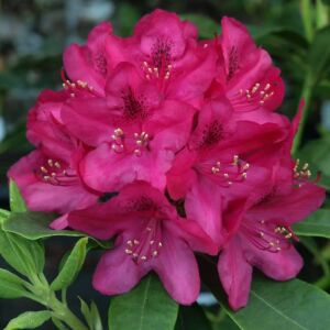 Rhododendron 'Nova Zembla' – Örökzöld havasszépe (sötétpiros)