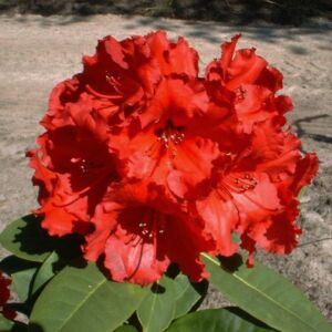 Rhododendron 'Red Jack' – Örökzöld havasszépe (rubinvörös)