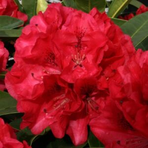 Rhododendron 'Wilgens Ruby' – Örökzöld havasszépe (piros)