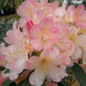 Rhododendron yakushimanum 'Percy Wiseman' – Örökzöld havasszépe (fodros, rózsaszín)