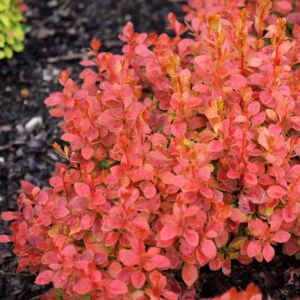 Berberis thunbergii 'Coral'® – Bordó levelű, sárga levélszélű japán vérborbolya