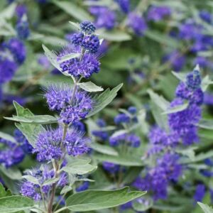 Caryopteris x clandonensis 'Sterling Silver'® – Acélkék levelű kékvirágú kékszakáll