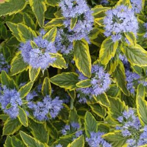 Caryopteris x clandonensis 'Summer Sorbet'® – Sárga-tarka levelű kékszakáll
