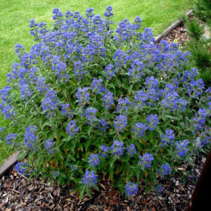 Caryopteris clandonensis 'Grand Bleu'® - Angol kékszakállCaryopteris clandonensis 'Grand Bleu'® - Sötétkék virágú angol kékszakáll