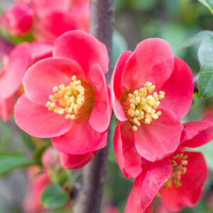 Chaenomeles x superba 'Pink Lady' – Rózsaszín virágú japánbirs