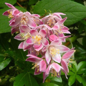 Deutzia x hybrida 'Perle Rose' – Gyöngyvirágcserje