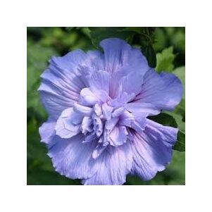 Hibiscus syriacus 'Blue Chiffon' - Mályvacserje