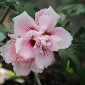 Hibiscus syriacus 'Lady Stanley' - Halvány rózsaszín mályvacserje