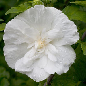 Hibiscus syriacus 'White Chiffon' – Fehér virágú mályvacserje