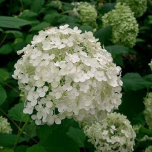 Hydrangea arborescens 'Annabelle' – Fehér gömb virágú cserjés hortenzia