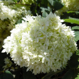 Hydrangea arborescens 'Hayes Starburst' – Cserjés hortenzia