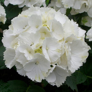 Hydrangea macrophylla 'Schneeball' – Fehér virágú kerti hortenzia