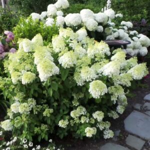Hydrangea paniculata 'Bobo'® – Fehér bugás hortenzia
