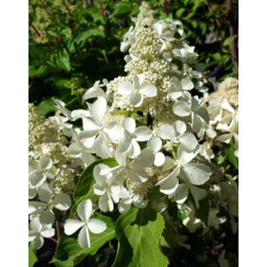 Hydrangea paniculata 'Levana' – Fehér, bugás hortenzia