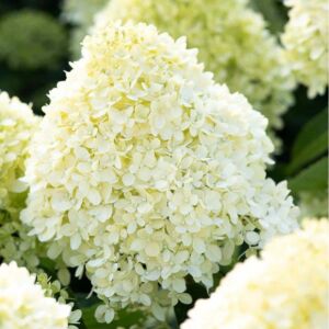 Hydrangea paniculata 'Living Cotton Cream' – Bugás hortenzia