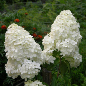 Hydrangea paniculata 'Magical Moonlight'® – Fehér bugás hortenzia