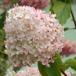 Hydrangea paniculata 'Phantom' – Óriás, fehér-rózsaszín bugás hortenzia