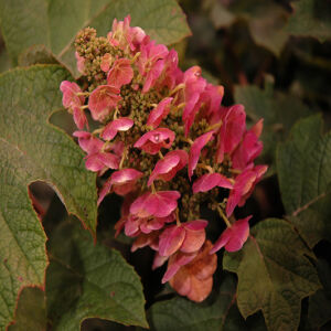 Hydrangea quercifolia 'Ruby Slippers®' – Tölgylevelű hortenzia