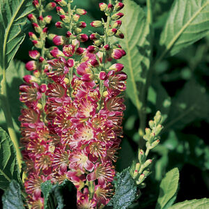 Clethra alnifolia 'Ruby Spice' – Borscserje