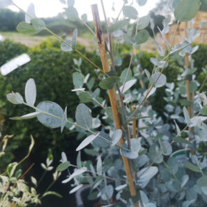 Eucalyptus gunni 'Silverana'® - Eukaliptusz