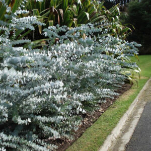 Eucalyptus pulverulenta 'Baby Blue' – Kék lombú eukaliptusz
