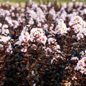 Lagerstroemia 'Black Solitaire - Blush' - Bordó lombú, halvány rózsaszín virágú kínai selyemmirtusz