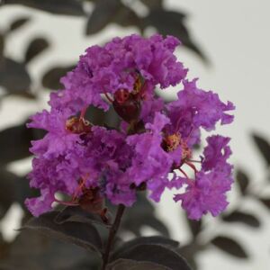 Lagerstroemia 'Black Solitaire - Purely Purple' - Bordó lombú, lila virágú kínai selyemmirtusz