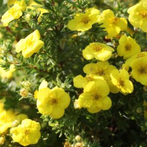 Potentilla fruticosa 'Kobold' – Sárga virágú, alacsony cserjés pimpó