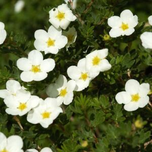 Potentilla fruticosa 'McKay's White' – Fehér virágú cserjés pimpó