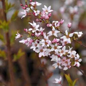 Spiraea japonica 'Fujino Pink' – Nagyvirágú gyöngyvessző