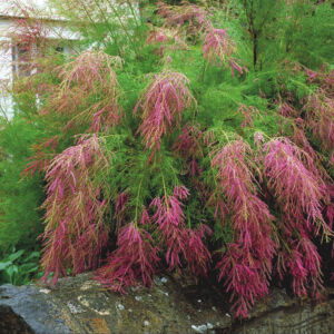 Tamarix ramosissima 'Pink Cascade' – Szürke tamariska