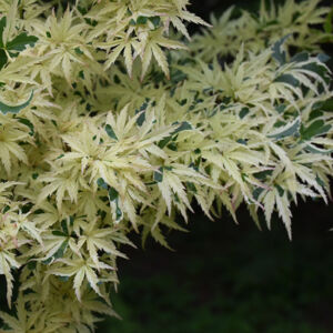 Acer palmatum 'Butterfly' – Fehér-tarka levelű japán juhar