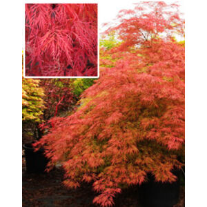 Acer palmatum 'Baldsmith' – Csüngő japán juhar