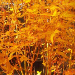 Acer palmatum 'Bi Hoo' – Japán juhar