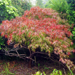 Acer palmatum 'Dissectum' – Szeldelt levelű japán juhar