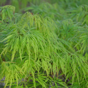 Acer palmatum 'Dissectum Viridis' – Japán juhar
