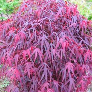 Acer palmatum 'Enkan' – Japán juhar