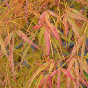 Acer palmatum 'Koto-no-ito' – Japán juhar